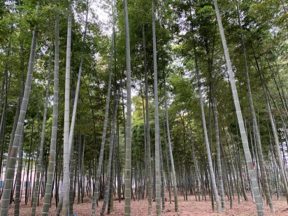 井上農園さまの竹林